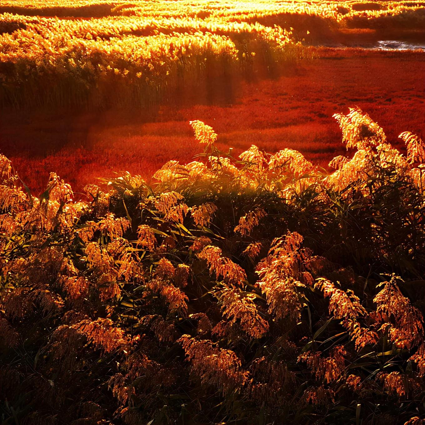 盘锦自然探索之旅，寻找内心的平和与喜悦